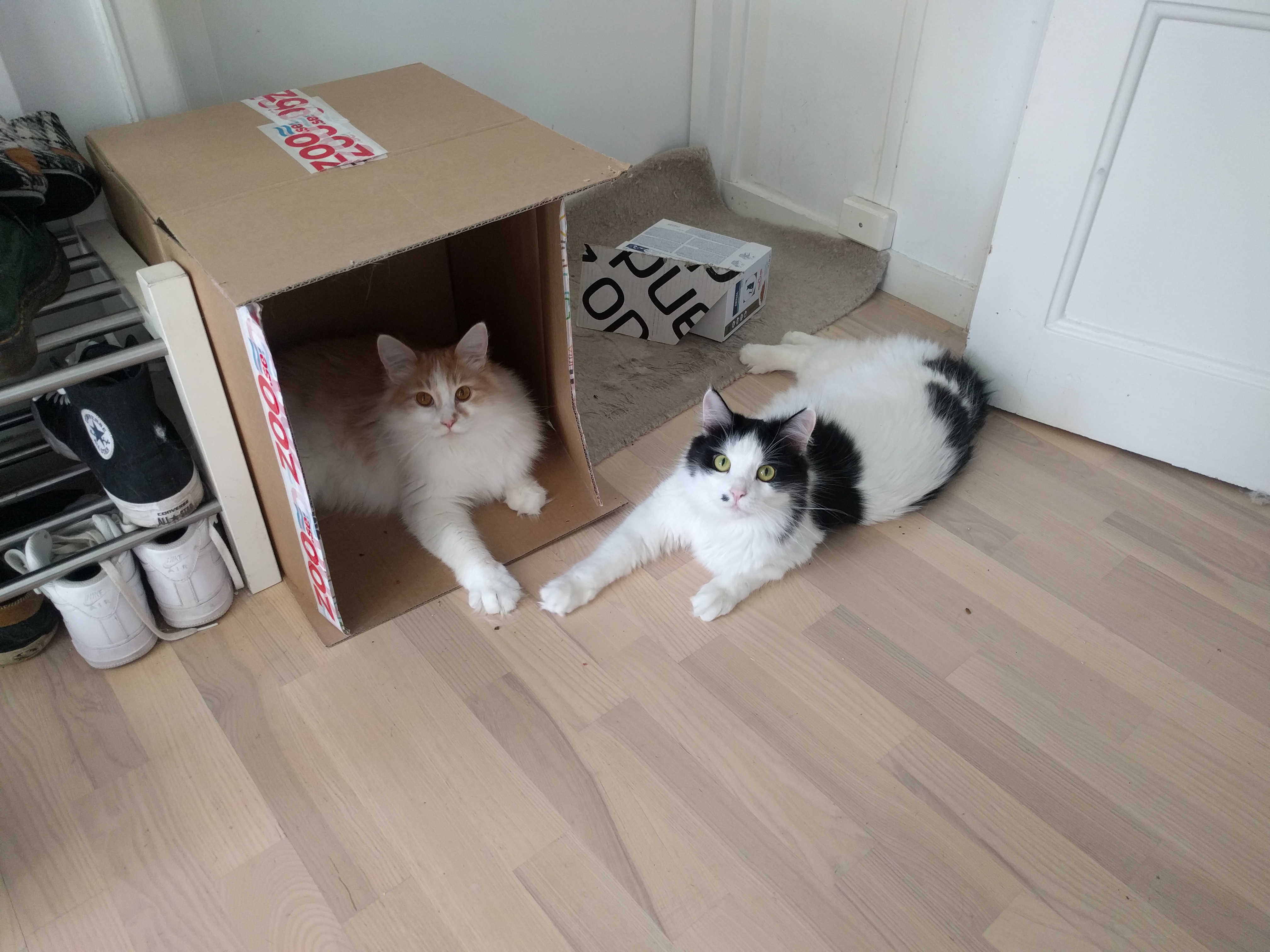 sibirisk katt Bilbo o Pictor